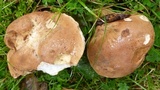 Tylopilus indecisus image