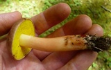 Aureoboletus auriporus image