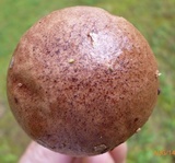Aureoboletus auriporus image