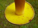 Aureoboletus auriporus image