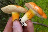Gyroporus ballouii image