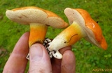 Tylopilus balloui image