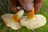 Gyroporus ballouii image