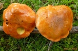 Gyroporus ballouii image