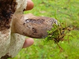 Tylopilus alboater image