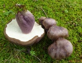 Tylopilus plumbeoviolaceus image