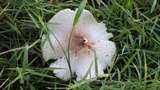 Leucoagaricus americanus image
