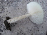 Melanoleuca verrucipes image