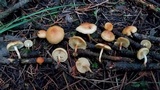 Pholiota spumosa image