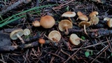 Pholiota spumosa image