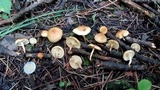 Pholiota spumosa image