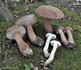 Tylopilus rubrobrunneus image