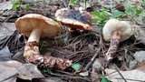 Tricholoma mesoamericanum image