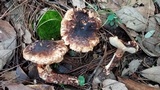 Tricholoma mesoamericanum image