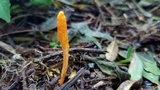 Cordyceps militaris image