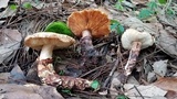 Tricholoma mesoamericanum image