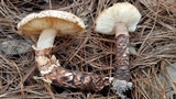 Tricholoma mesoamericanum image