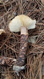 Tricholoma mesoamericanum image