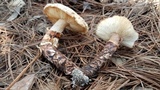 Tricholoma mesoamericanum image