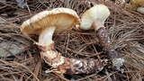 Tricholoma mesoamericanum image