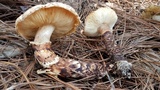 Tricholoma mesoamericanum image