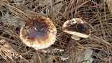 Tricholoma mesoamericanum image
