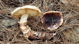 Tricholoma mesoamericanum image