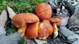 Tylopilus leucomycelinus image