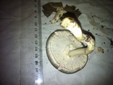 Agaricus endoxanthus image