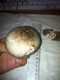 Agaricus endoxanthus image