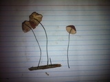 Marasmius haematocephalus image