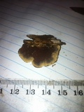 Phellinus gilvus image