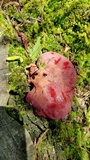 Fistulina hepatica image