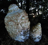 Amanita daucipes image