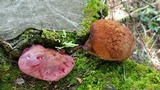 Fistulina hepatica image
