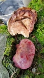 Fistulina hepatica image