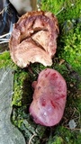 Fistulina hepatica image