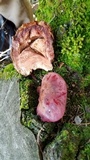 Fistulina hepatica image