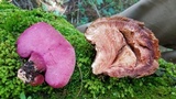 Fistulina hepatica image