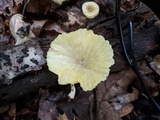 Chrysomphalina strombodes image