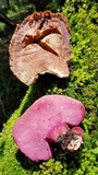 Fistulina hepatica image