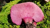 Fistulina hepatica image