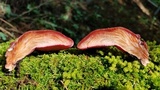 Fistulina hepatica image