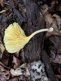 Chrysomphalina strombodes image