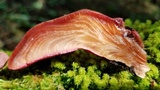 Fistulina hepatica image