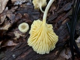 Chrysomphalina strombodes image