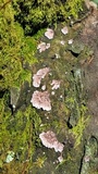Punctularia atropurpurascens image