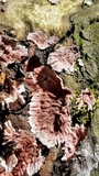 Punctularia atropurpurascens image