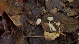 Mycena guzmanii image