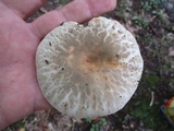 Russula crustosa image